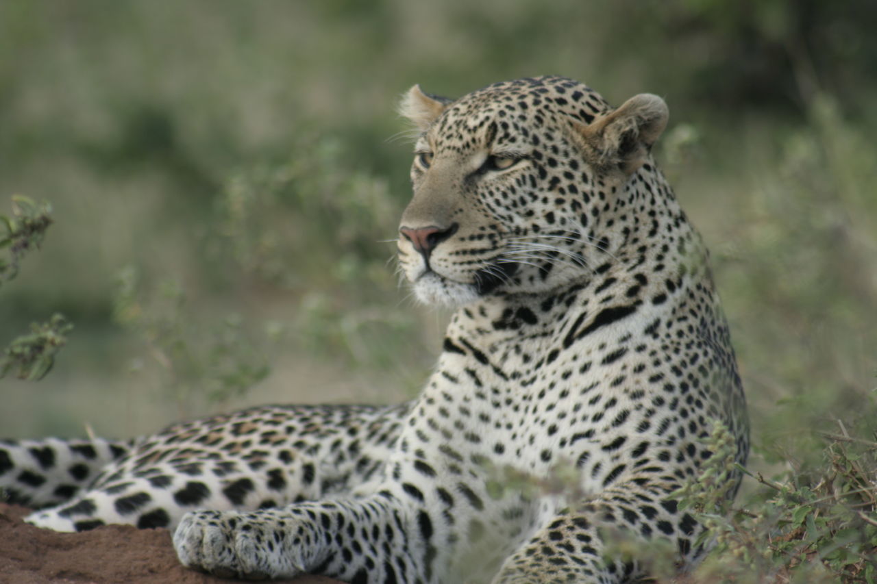 Leopards are nocturnal