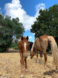 Horse standing on field against sky