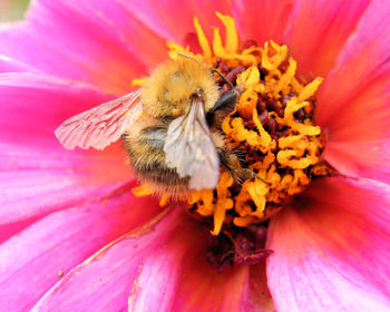 Close-up of honey bee on pink flower