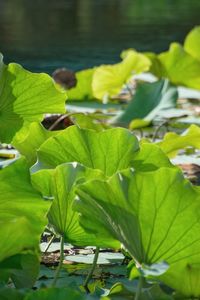 Close-up of lotus water lily