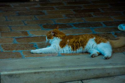Cat against brick wall