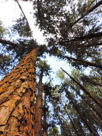 Low angle view of trees against sky