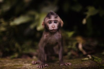 Portrait of monkey
