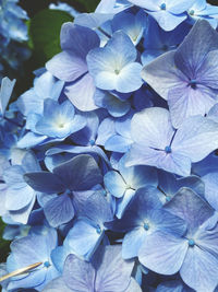 Close-up of purple hydrangea flowers
