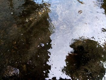 Close-up of puddle