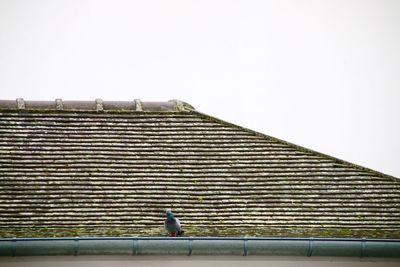 Low angle view of bird perching on building against clear sky