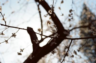 Low angle view of cherry blossom against sky