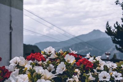 Close-up of white flowering plants against cloudy sky