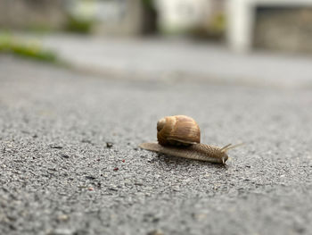 Close-up of snail on road