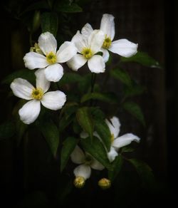 Close-up of white flowering plant against black background