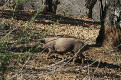 Sheep in forest