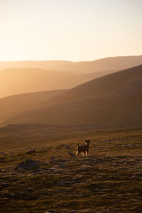 View of a dog on landscape