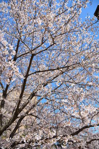 Low angle view of cherry blossoms against blue sky