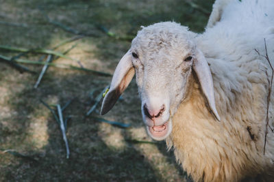 Portrait of sheep in a field