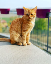 Portrait of cat looking away