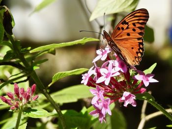 Close-up of butterfly pollinating on pink flower