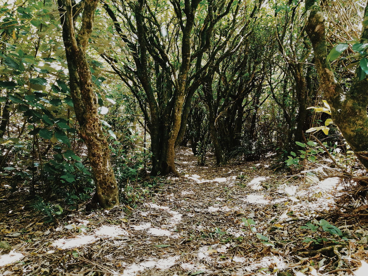 VIEW OF TREES GROWING IN FOREST