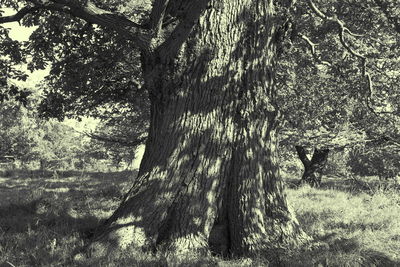 Trees in forest