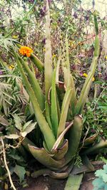 Close-up of succulent plant on field