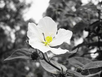 Close-up of flower