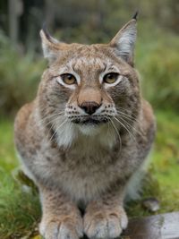 Close-up of cat