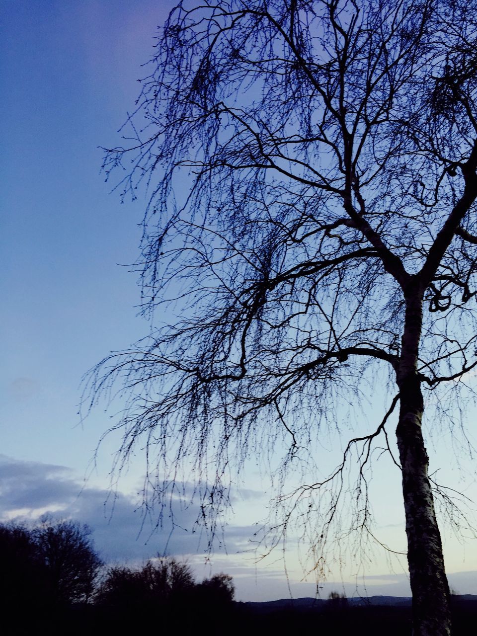 tree, tranquility, bare tree, branch, tranquil scene, sky, scenics, silhouette, nature, beauty in nature, tree trunk, landscape, growth, low angle view, idyllic, non-urban scene, outdoors, no people, non urban scene, single tree