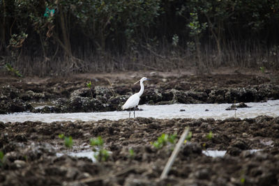 Seagull perching on a land