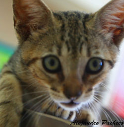 Close-up portrait of cat