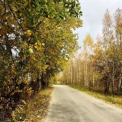 Road amidst trees against sky during autumn