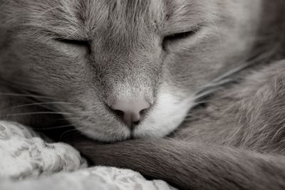 Close-up of cat sleeping