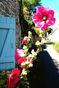 Close-up of pink flowers