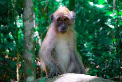Portrait of monkey sitting on tree