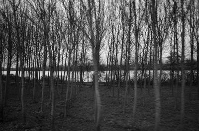 View of trees in forest