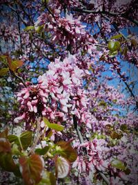 Low angle view of flowers on tree