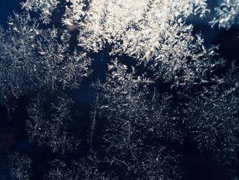 Low angle view of frozen tree during winter