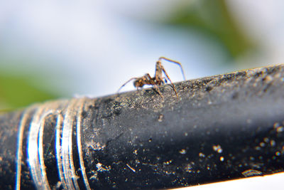 Close-up of spider crawling on railing