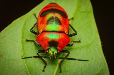 Close-up of ladybug on leaf