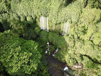 High angle view of plants by lake in forest