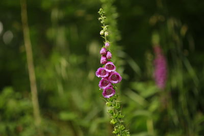 Close-up of purple flowering plant on field
