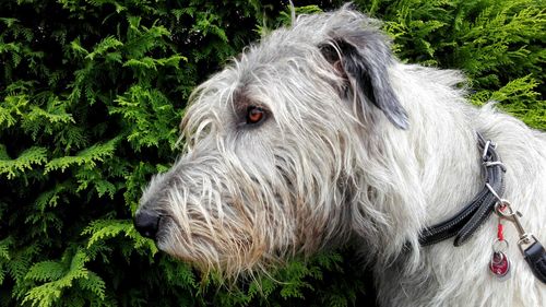 Close-up of dog outdoors