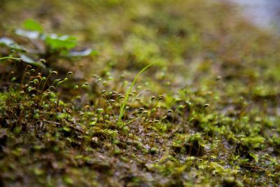 Surface level of grass