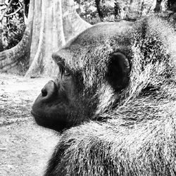Close-up of dog on field