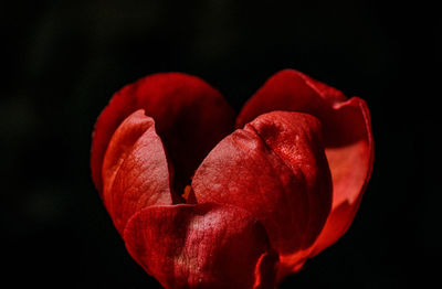 Close-up of red rose flower against black background