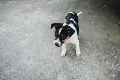 High angle view of dog on road