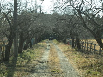 Dirt road amidst trees in forest