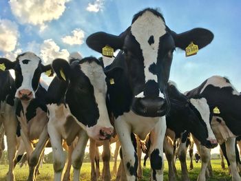 Cows standing in a field