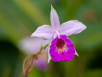 Close-up of purple flowering plant