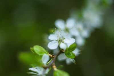 Close-up of white flowering plant