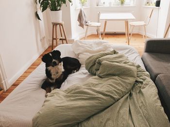 Dog resting on bed at home