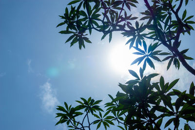 Low angle view of palm tree against sky on sunny day